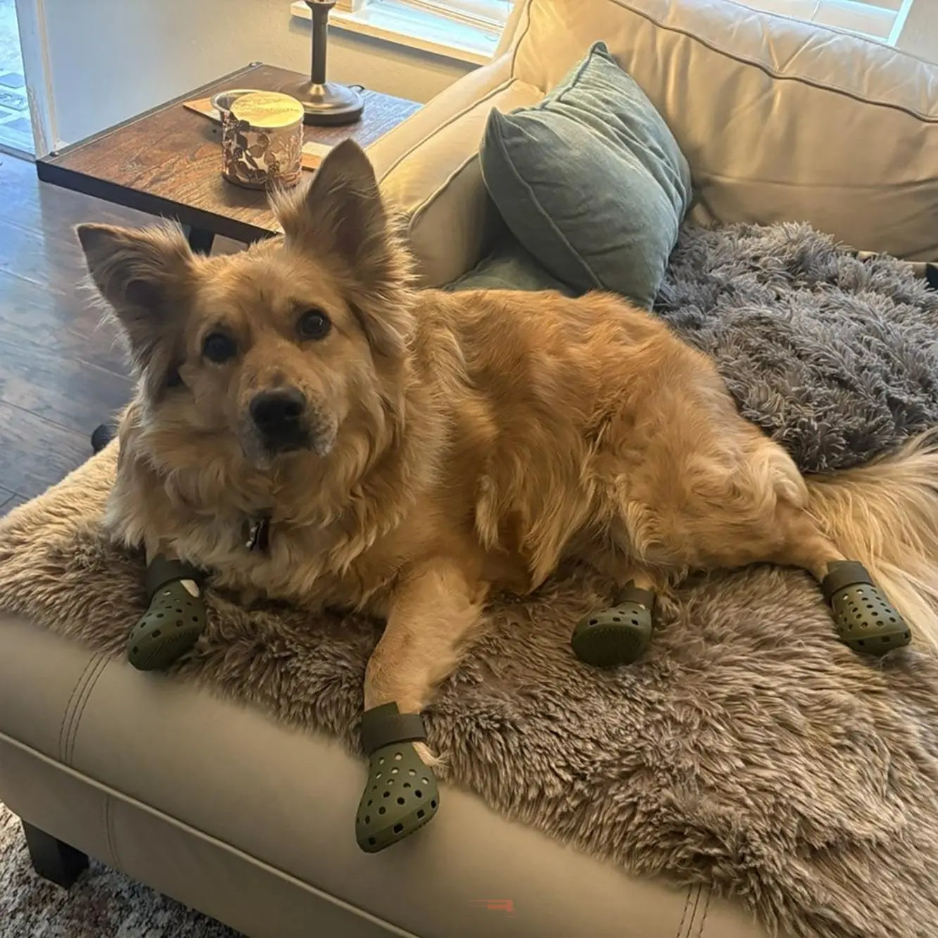 Set of 4 Non-Slip Outdoor Dog Shoes — Paw Protection Footwear for All Seasons. Breathable, Heat-Resistant, Stain-Resistant, and Non-Slip, Featuring Soft Soles for Maximum Grip. Comfortably Protects Paws—Helping Your Dog Stay Happy! (Pet Supplies)